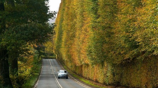 Meikleour Beech Hedge